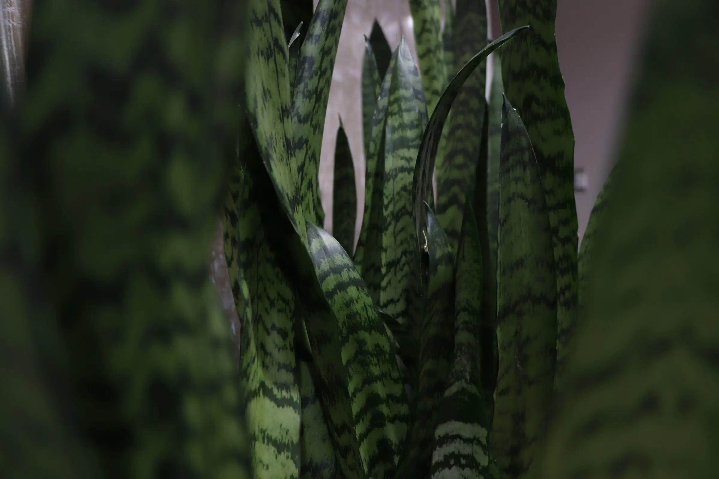 Close-up of striped green snake plant leaves with blurred foreground leaves framing the shot