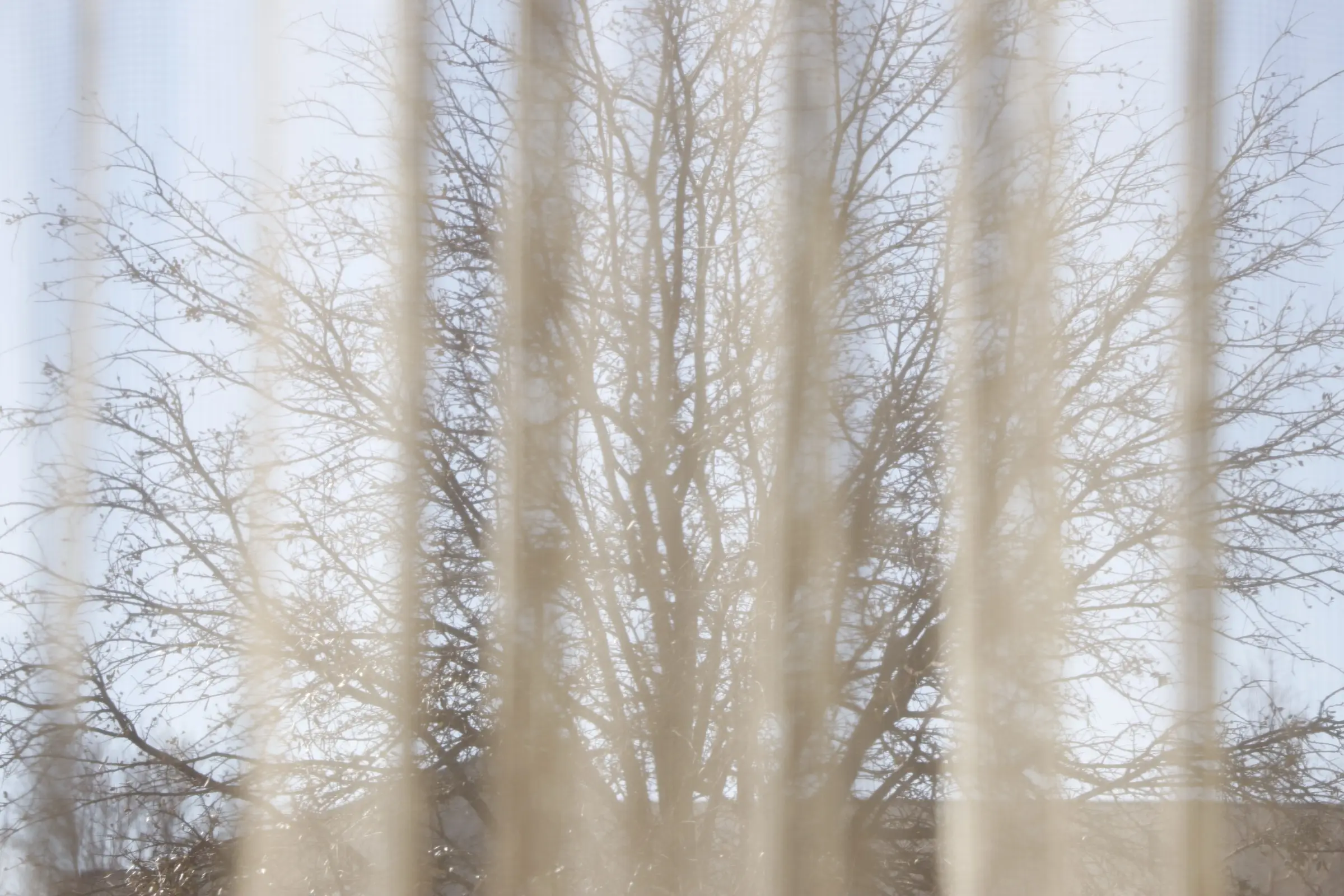 Bare winter tree branches seen through blurred vertical blinds in pale beige and blue tones